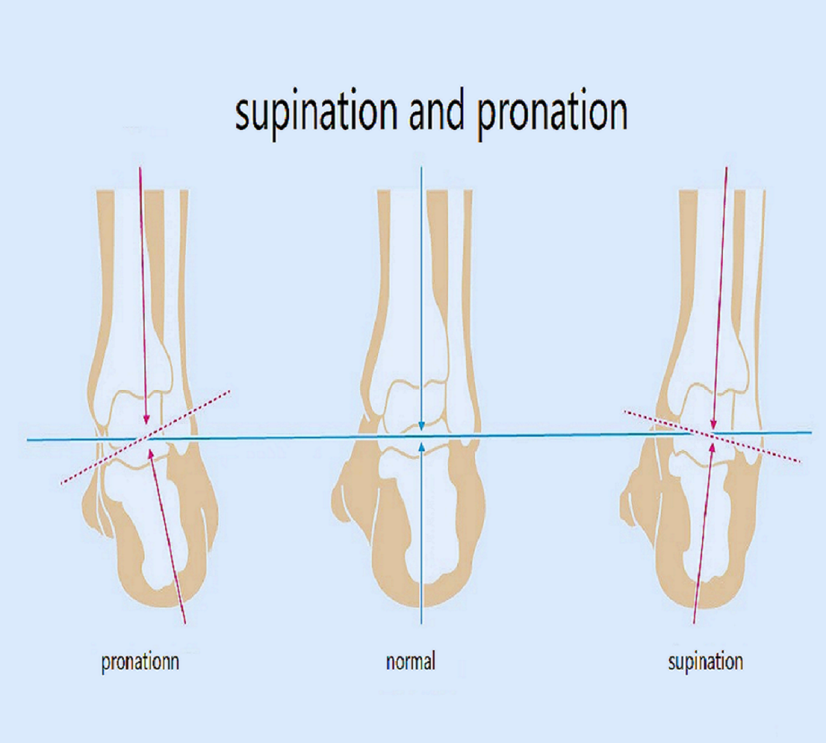 pronation and supination​