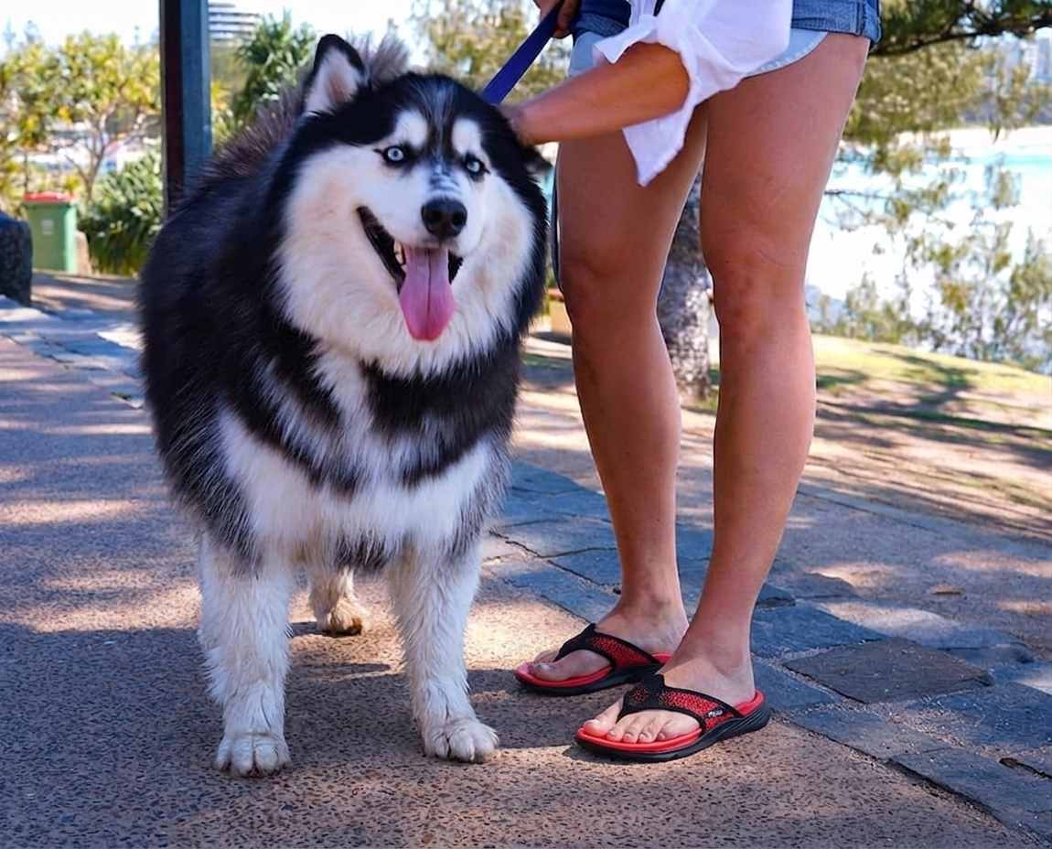 Best mens flip flops​ with dog